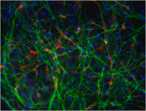 Dopaminergic Differentiation Growth Factor Sampler This Dopaminergic Differentiation Growth Factor Sampler contains five validated growth factors used to induce differentiation of human pluripotent Embryonic stem (ES) &amp; induced pluripotent Stem (iPS) cells to dopaminergic neurons.