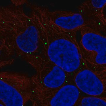 Anti-LRP1B antibody produced in rabbit Prestige Antibodies&#174; Powered by Atlas Antibodies, affinity isolated antibody, buffered aqueous glycerol solution