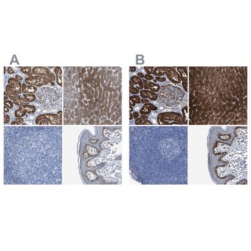 Anti-ASS1 antibody produced in rabbit Prestige Antibodies&#174; Powered by Atlas Antibodies, affinity isolated antibody, buffered aqueous glycerol solution