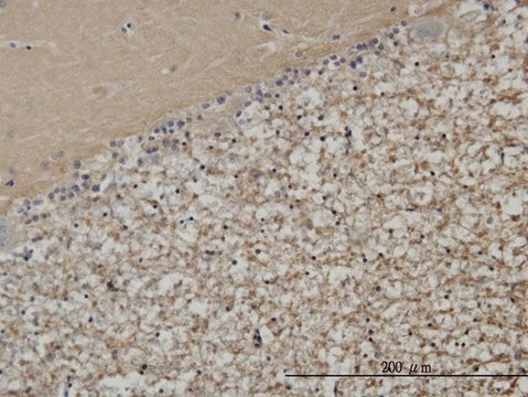 Monoclonal Anti-STXBP1 antibody produced in mouse clone 6D1, purified immunoglobulin, buffered aqueous solution