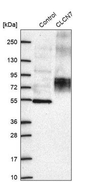 Anti-CLCN7 antibody produced in rabbit Prestige Antibodies&#174; Powered by Atlas Antibodies, affinity isolated antibody, buffered aqueous glycerol solution