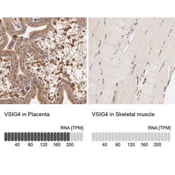 Anti-VSIG4 antibody produced in rabbit affinity isolated antibody, buffered aqueous glycerol solution