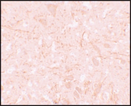 Anti-NALP12 antibody produced in rabbit affinity isolated antibody, buffered aqueous solution