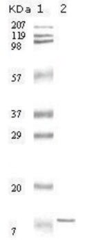 Monoclonal Anti-IL6 antibody produced in mouse clone 6D9A1, ascites fluid