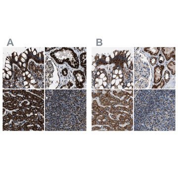 Anti-MDH2 antibody produced in rabbit Prestige Antibodies&#174; Powered by Atlas Antibodies, affinity isolated antibody, buffered aqueous glycerol solution