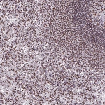 Anti-SNRNP70 antibody produced in rabbit Prestige Antibodies&#174; Powered by Atlas Antibodies, affinity isolated antibody, buffered aqueous glycerol solution