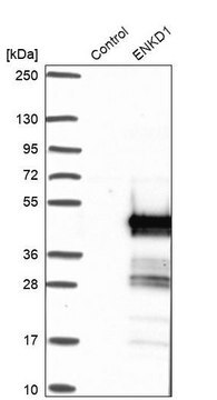 Anti-ENKD1 antibody produced in rabbit Prestige Antibodies&#174; Powered by Atlas Antibodies, affinity isolated antibody, buffered aqueous glycerol solution