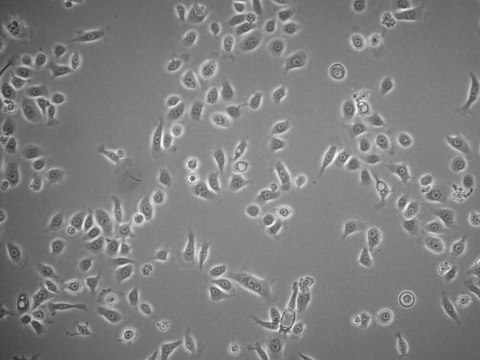 HPDE6c7 Human Pancreatic Duct Epithelial Cell Line