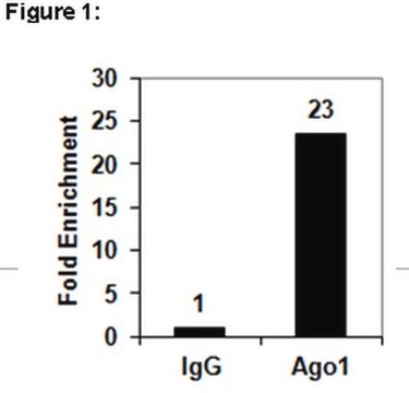 RIPAb+ Ago1 Antibody clone 4G7-E12, from mouse