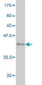 Monoclonal Anti-GPR84 antibody produced in mouse clone 5B7, purified immunoglobulin, buffered aqueous solution