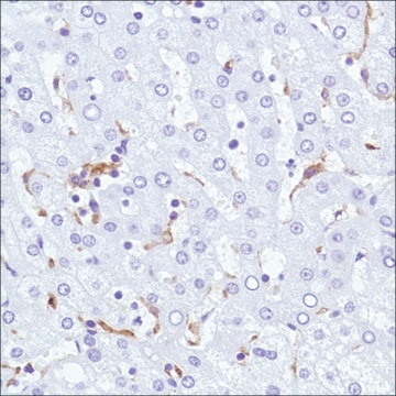 Anti-CD169 antibody, Rabbit monoclonal clone SP213, recombinant, expressed in proprietary host, affinity isolated antibody