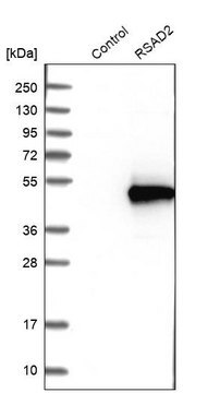 Anti-RSAD2 antibody produced in rabbit Prestige Antibodies&#174; Powered by Atlas Antibodies, affinity isolated antibody, buffered aqueous glycerol solution