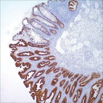 MUC2 (MRQ-18) Mouse Monoclonal Antibody