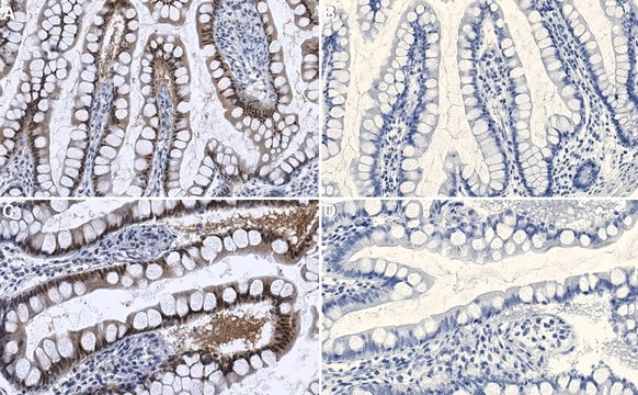 Anti-p21/WAF1/Cip1 Antibody, clone CP74 clone CP74, Upstate&#174;, from mouse