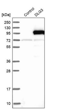 Anti-DLG3 antibody produced in rabbit Prestige Antibodies&#174; Powered by Atlas Antibodies, affinity isolated antibody, buffered aqueous glycerol solution