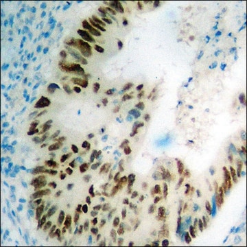 Anti-phospho-p53 (pSer392) antibody produced in rabbit affinity isolated antibody