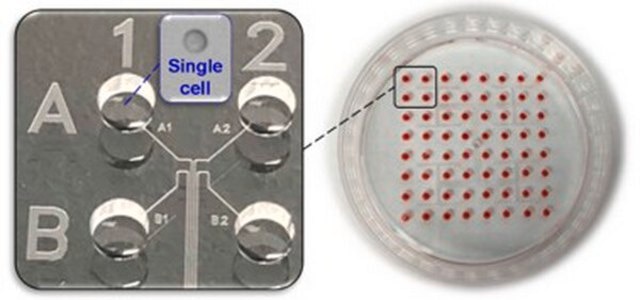 CellASIC&#174; Single Cell Isolation Chip plate size 64&#160;wells, plate diam. × H 60&#160;mm × 12.6&#160;mm, well volume 1-2.5&#160;&#956;L, cell capacity ~20 , single-cell yield