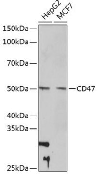 Anti- CD47 antibody produced in rabbit