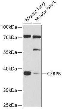 Anti-CEBPB antibody produced in rabbit