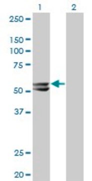 Monoclonal Anti-HMGCS2, (C-terminal) antibody produced in mouse clone 1E9, purified immunoglobulin, buffered aqueous solution