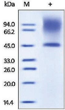 Decorin/Bone proteoglycan II human recombinant, expressed in HEK 293 cells, &#8805;95% (SDS-PAGE)