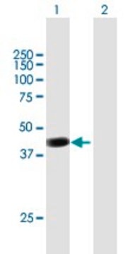 Anti-PCMTD2 antibody produced in mouse purified immunoglobulin, buffered aqueous solution