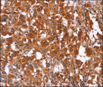 Anti-HAS1 antibody produced in rabbit affinity isolated antibody