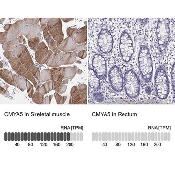 Anti-CMYA5 antibody produced in rabbit Prestige Antibodies&#174; Powered by Atlas Antibodies, affinity isolated antibody, buffered aqueous glycerol solution