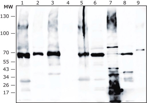 Anti-Enterococcus faecalis antibody produced in rabbit IgG fraction of antiserum