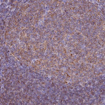 Anti-HLA-DRB1 antibody produced in rabbit Prestige Antibodies&#174; Powered by Atlas Antibodies, affinity isolated antibody, buffered aqueous glycerol solution