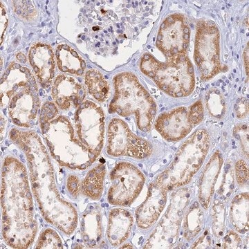 Anti-SLC26A1 antibody produced in rabbit Prestige Antibodies&#174; Powered by Atlas Antibodies, affinity isolated antibody, buffered aqueous glycerol solution