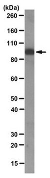 Anti-ICBP90/UHRF1 Antibody, clone 1RC1C-10 ascites fluid, clone 1RC-1C10, from mouse