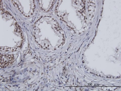 Monoclonal Anti-ESPL1 antibody produced in mouse clone 6H6, purified immunoglobulin, buffered aqueous solution