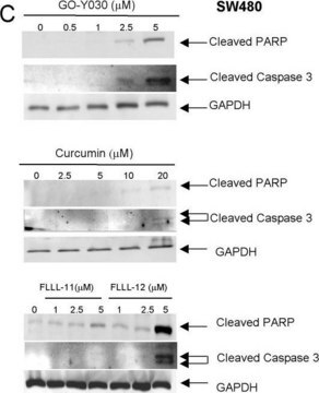 Anti-Glyceraldehyde-3-Phosphate Dehydrogenase Antibody, clone 6C5 clone 6C5, Chemicon&#174;, from mouse