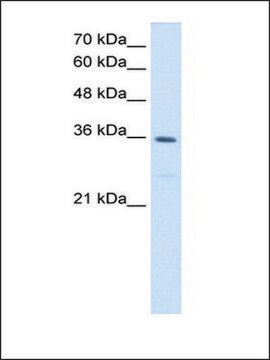 Anti-MTHFD2 antibody produced in rabbit IgG fraction of antiserum