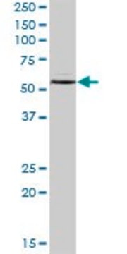 Anti-IMPDH1 antibody produced in mouse purified immunoglobulin, buffered aqueous solution