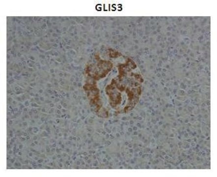 Anti-GLIS3 antibody produced in rabbit IgG fraction of antiserum