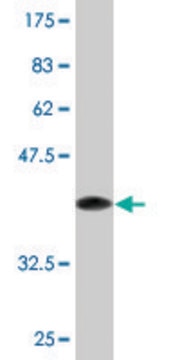 Monoclonal Anti-GPR84 antibody produced in mouse clone 5C3, purified immunoglobulin, buffered aqueous solution