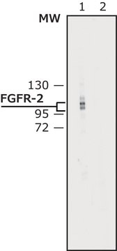 Anti-Fibroblast Growth Factor Receptor-2, Cytoplasmic antibody produced in rabbit affinity isolated antibody, buffered aqueous solution