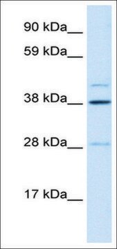 Anti-LASS3 antibody produced in rabbit affinity isolated antibody