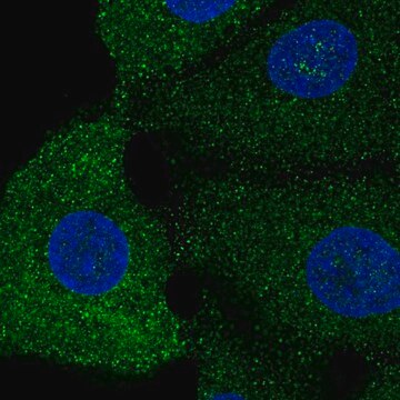 Anti-SREBF1 antibody produced in rabbit Prestige Antibodies&#174; Powered by Atlas Antibodies, affinity isolated antibody