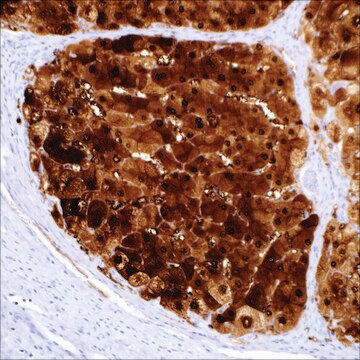 Arginase-1 (SP156) Rabbit Monoclonal Antibody