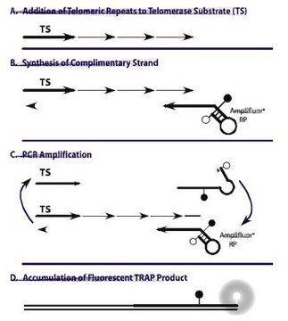 TRAPeze&#8482; RT Telomerase Detection Kit A highly sensitive in vitro assay for the fluorometric detection &amp; real time quantification of telomerase activity in cells.