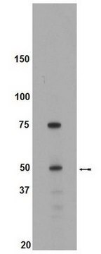 Anti-Brk Antibody Upstate&#174;, from rabbit