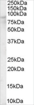 Anti-OSBP antibody produced in goat affinity isolated antibody, buffered aqueous solution