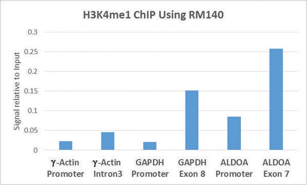 Anti-Monomethyl-Histone H3 (Lys4) antibody, Rabbit monoclonal recombinant, expressed in HEK 293 cells, clone RM140, purified immunoglobulin