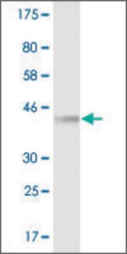 Monoclonal Anti-YWHAH antibody produced in mouse clone 1C2, purified immunoglobulin, buffered aqueous solution