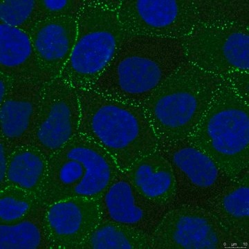 Anti-Desmoplakin Antibody, clone 20B6 clone 20B6, from mouse