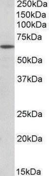 Anti-POU6F2 (N-terminal) antibody produced in goat affinity isolated antibody, buffered aqueous solution