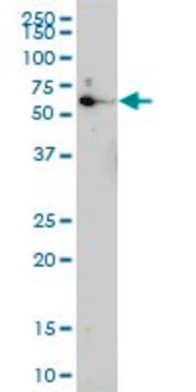 Monoclonal Anti-EOMES antibody produced in mouse clone 2D3, purified immunoglobulin, buffered aqueous solution